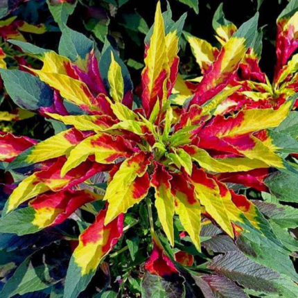 Amaranthus Mixed Seeds - Flower Seeds Pack - Premium Flower Seeds - Blooming Beauty Flower Seeds Collection