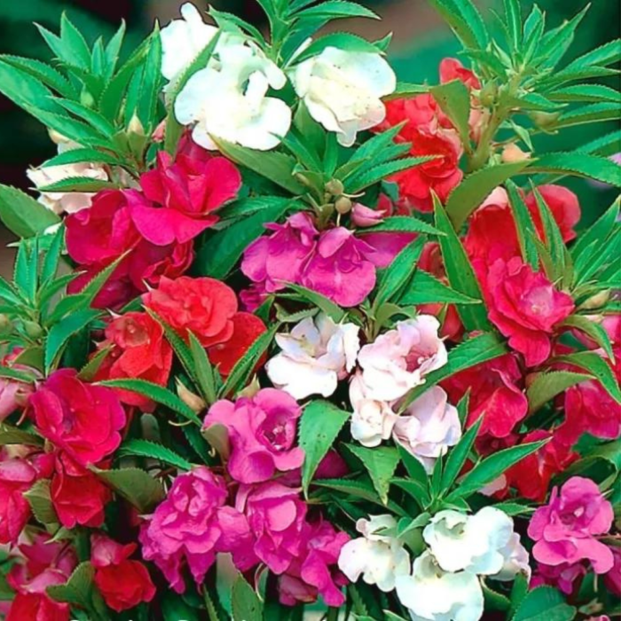 Balsam-Flowered-Mix-Seeds-Flower-Seeds-Pack-Premium-Flower-Seeds-Blooming-Beauty-Flower-Seeds-Collection.