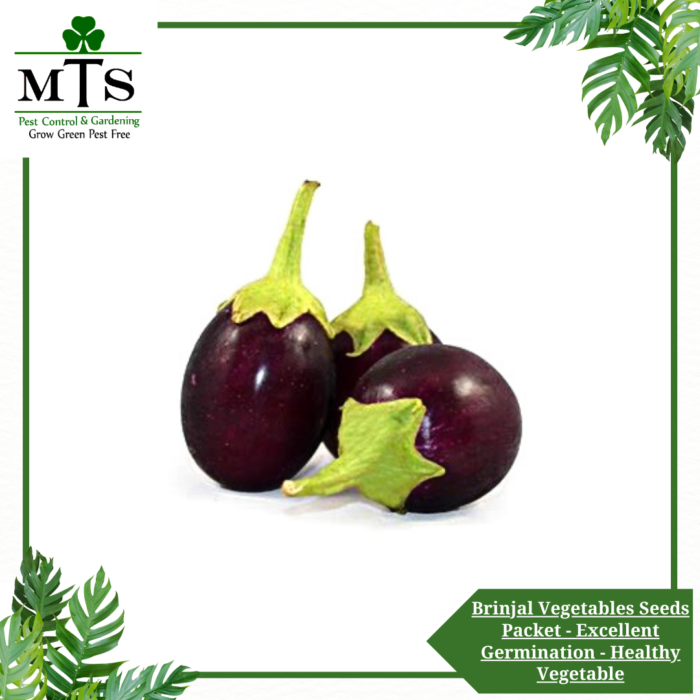 Brinjal (Began) Vegetables Seeds - Vegetables Seeds Packet - Excellent Germination - Healthy Vegetable