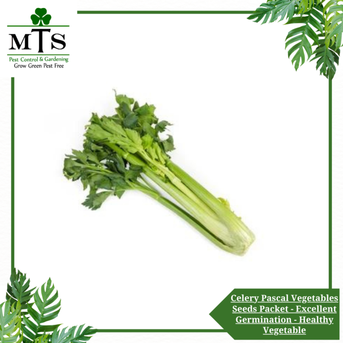Celery Pascal Vegetables Seeds - Vegetables Seeds Packet - Excellent Germination - Healthy Vegetable