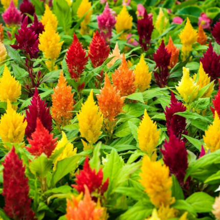 Celosia Lilliput Mixed Seeds - Flower Seeds Pack - Premium Flower Seeds - Blooming Beauty Flower Seeds Collection
