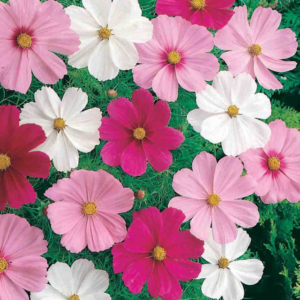 Cosmos Dwarf Mixed Seeds - Flower Seeds Pack - Premium Flower Seeds - Blooming Beauty Flower Seeds Collection