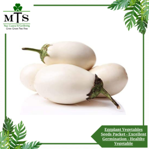 Eggplant Vegetables Seeds - Vegetables Seeds Packet - Excellent Germination - Healthy Vegetable