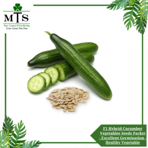 F1 Hybrid Cucumber Vegetables Seeds - Vegetables Seeds Packet - Excellent Germination - Healthy Vegetable