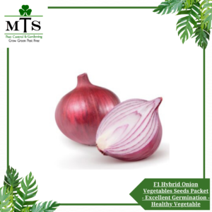 F1 Hybrid Onion (Payaz) Vegetables Seeds - Vegetables Seeds Packet - Excellent Germination - Healthy Vegetable