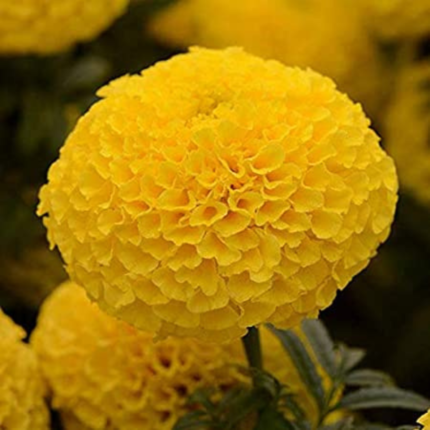 F1 Marigold Inca Yellow Seeds - Flower Seeds Pack - Premium Flower Seeds - Blooming Beauty Flower Seeds Collection