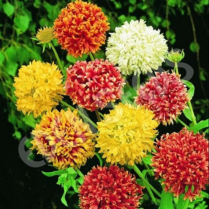 Gaillardia Double Mixed Seeds - Flower Seeds Pack - Premium Flower Seeds - Blooming Beauty Flower Seeds Collection