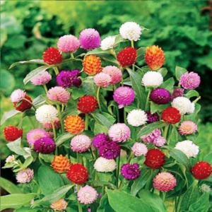Gomphrena Globe Mixed Seeds - Flower Seeds Pack - Premium Flower Seeds - Blooming Beauty Flower Seeds Collection