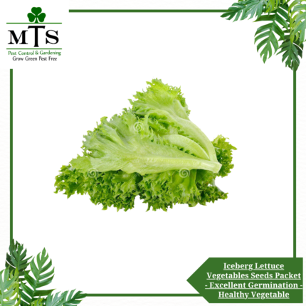 Iceberg Lettuce Vegetables Seeds - Vegetables Seeds Packet - Excellent Germination - Healthy Vegetable