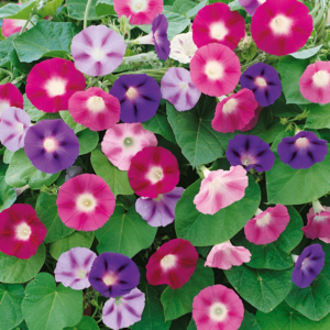 Ipomea Seeds - Flower Seeds Pack - Premium Flower Seeds - Blooming Beauty Flower Seeds Collection