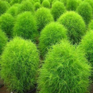 Kochia Seeds - Flower Seeds Pack - Premium Flower Seeds - Blooming Beauty Flower Seeds Collection