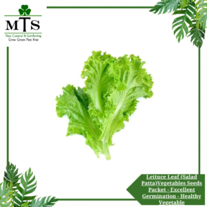 Lettuce Leaf (Salad Patta) Vegetables Seeds - Vegetables Seeds Packet - Excellent Germination - Healthy Vegetable