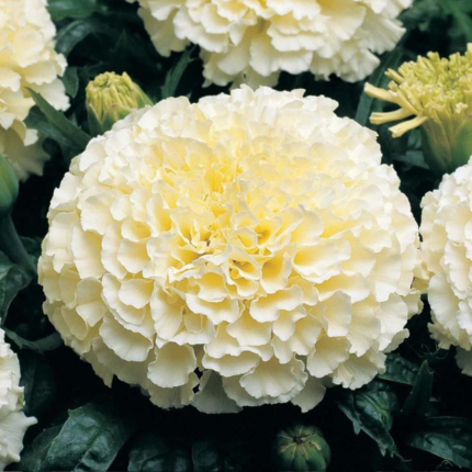 Marigold White Snow Seeds - Flower Seeds Pack - Premium Flower Seeds - Blooming Beauty Flower Seeds Collection