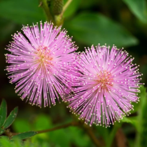 Mimosa Pudica Sensitive Plant Seeds - Flower Seeds Pack - Premium Flower Seeds - Blooming Beauty Flower Seeds Collection