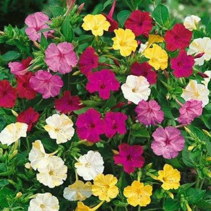Mirabilis Jalapa Mixed Seeds - Flower Seeds Pack - Premium Flower Seeds - Blooming Beauty Flower Seeds Collection
