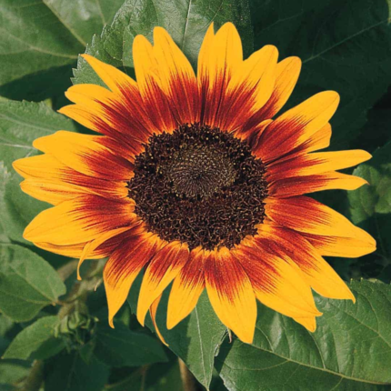 Sunflower Ring of Fire Seeds - Flower Seeds Pack - Premium Flower Seeds - Blooming Beauty Flower Seeds Collection