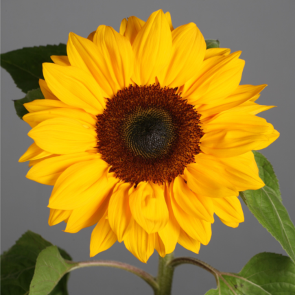 Sunflower Seeds - Flower Seeds Pack - Premium Flower Seeds - Blooming Beauty Flower Seeds Collection