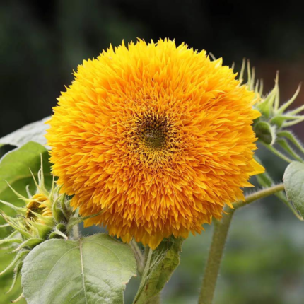 Sunflower Teddy Bear Helianthus Annuus Seeds - Flower Seeds Pack - Premium Flower Seeds - Blooming Beauty Flower Seeds Collection
