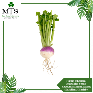 Turnip (Shaljam) Vegetables Seeds - Vegetables Seeds Packet - Excellent Germination - Healthy Vegetable