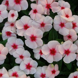 Vinca Dwarf Apricot Seeds - Flower Seeds Pack - Premium Flower Seeds - Blooming Beauty Flower Seeds Collection