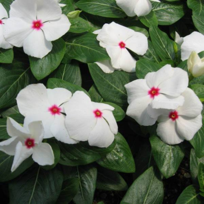 Vinca Dwarf Bright Eye Seeds - Flower Seeds Pack - Premium Flower Seeds - Blooming Beauty Flower Seeds Collection