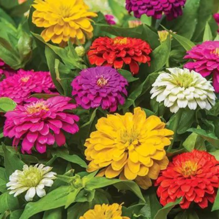 Zinnia Burpee Mixed Seeds - Flower Seeds Pack - Premium Flower Seeds - Blooming Beauty Flower Seeds Collection