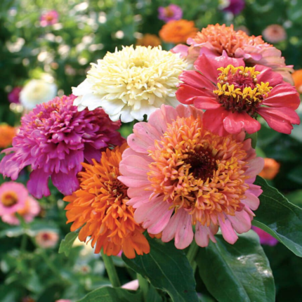 Zinnia Candy Mixed Seeds - Flower Seeds Pack - Premium Flower Seeds - Blooming Beauty Flower Seeds Collection