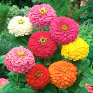 Zinnia Dahlia Flower Mixed Seeds - Flower Seeds Pack - Premium Flower Seeds - Blooming Beauty Flower Seeds Collection