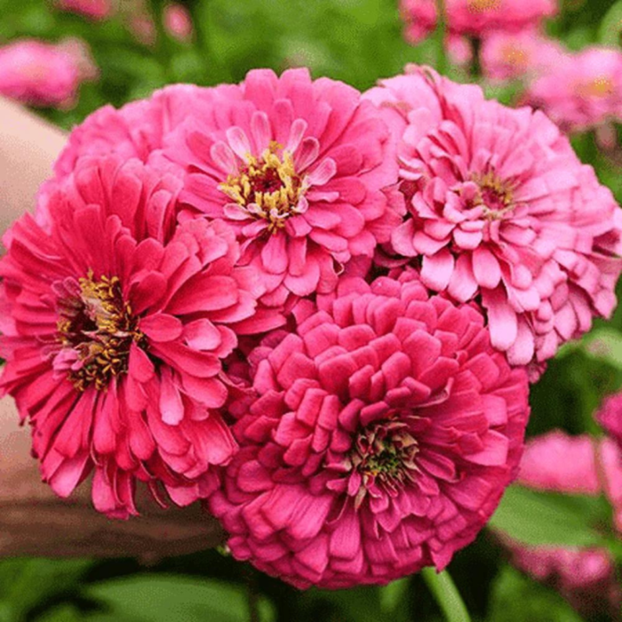 Zinnia Deep Red Seeds - Flower Seeds Pack - Premium Flower Seeds - Blooming Beauty Flower Seeds Collection