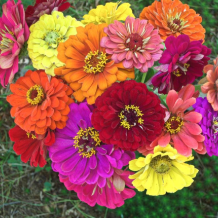 Zinnia Flowered Mixed Colors Seeds - Flower Seeds Pack - Premium Flower Seeds - Blooming Beauty Flower Seeds Collection