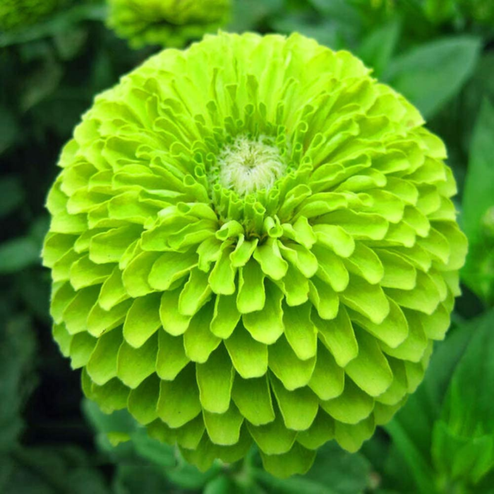 Zinnia Green Seeds - Flower Seeds Pack - Premium Flower Seeds - Blooming Beauty Flower Seeds Collection