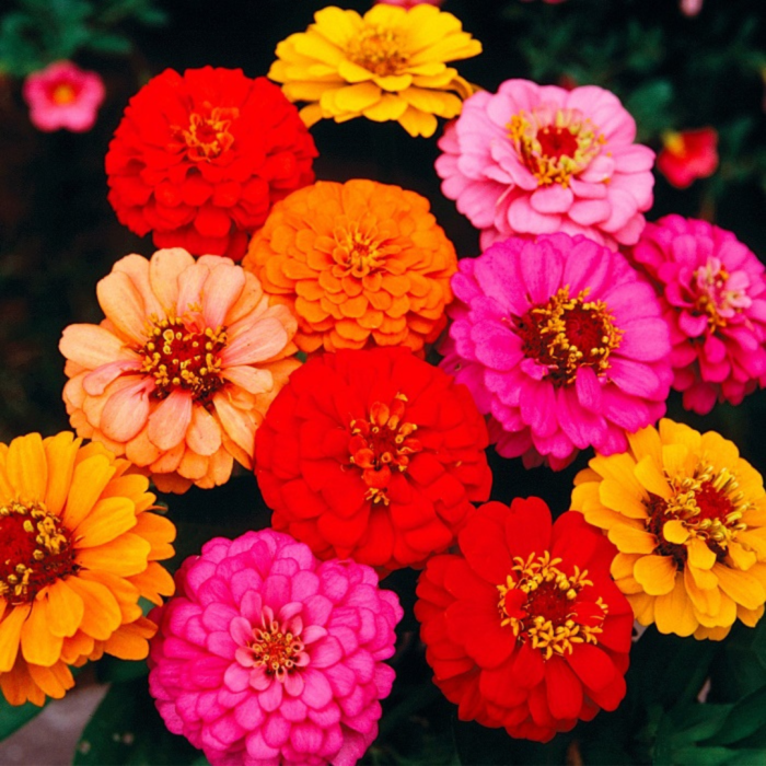 Zinnia Lilliput Mixed Seeds - Flower Seeds Pack - Premium Flower Seeds - Blooming Beauty Flower Seeds Collection