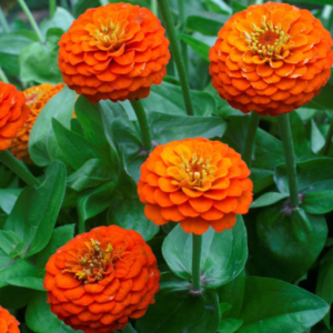 Zinnia Orange Seeds - Flower Seeds Pack - Premium Flower Seeds - Blooming Beauty Flower Seeds Collection