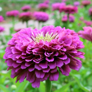 Zinnia Purple Prince Seeds - Flower Seeds Pack - Premium Flower Seeds - Blooming Beauty Flower Seeds Collection