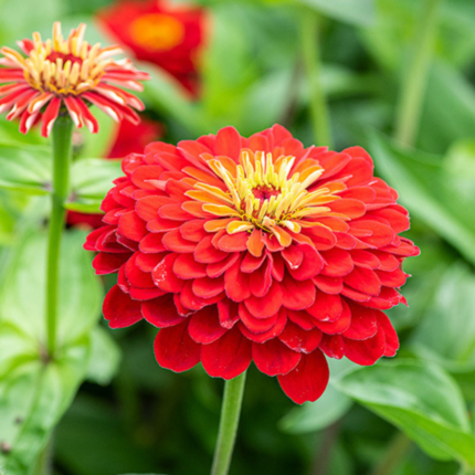 Zinnia Scarlets Seeds - Flower Seeds Pack - Premium Flower Seeds - Blooming Beauty Flower Seeds Collection