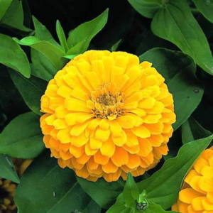 Zinnia Yellow Seeds - Flower Seeds Pack - Premium Flower Seeds - Blooming Beauty Flower Seeds Collection